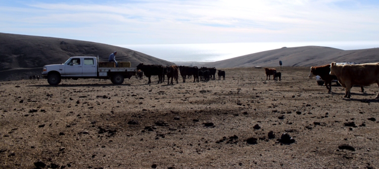 The top of the Fawley ranch boasts amazing views and more hungry cattle eagerly awaiting the arrival of the feed truck. 
